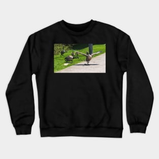 Canada Goose Watching Its Goslings Crewneck Sweatshirt